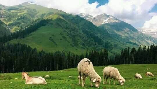 Nagaberan tral kashmir, Kashmir